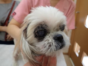 毛包虫症　治療前（成犬発症型）